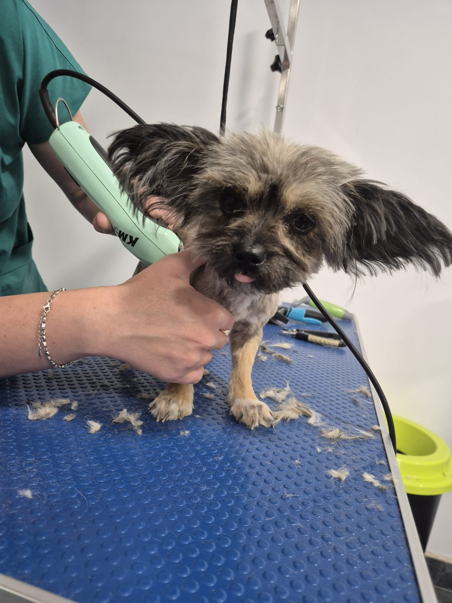 Un cățel gri este tuns cu grijă pe masa de grooming